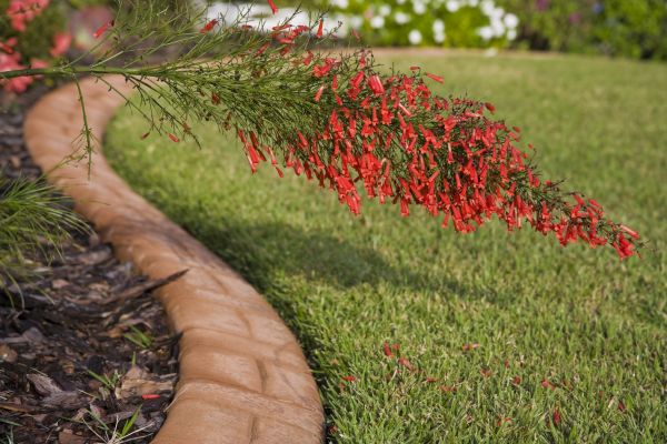 Brick Edging in Walnut Creek
